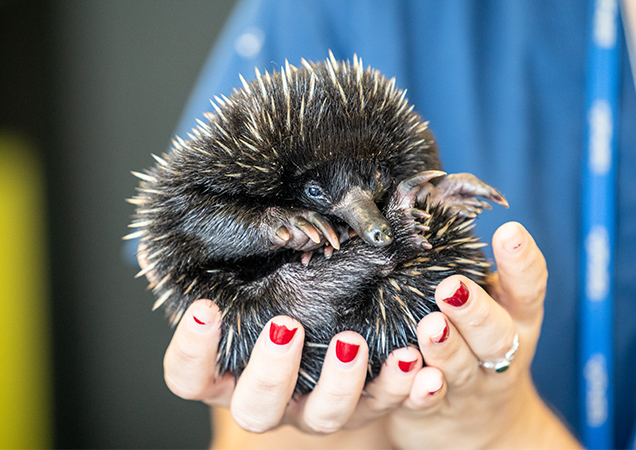 Echidna rescue